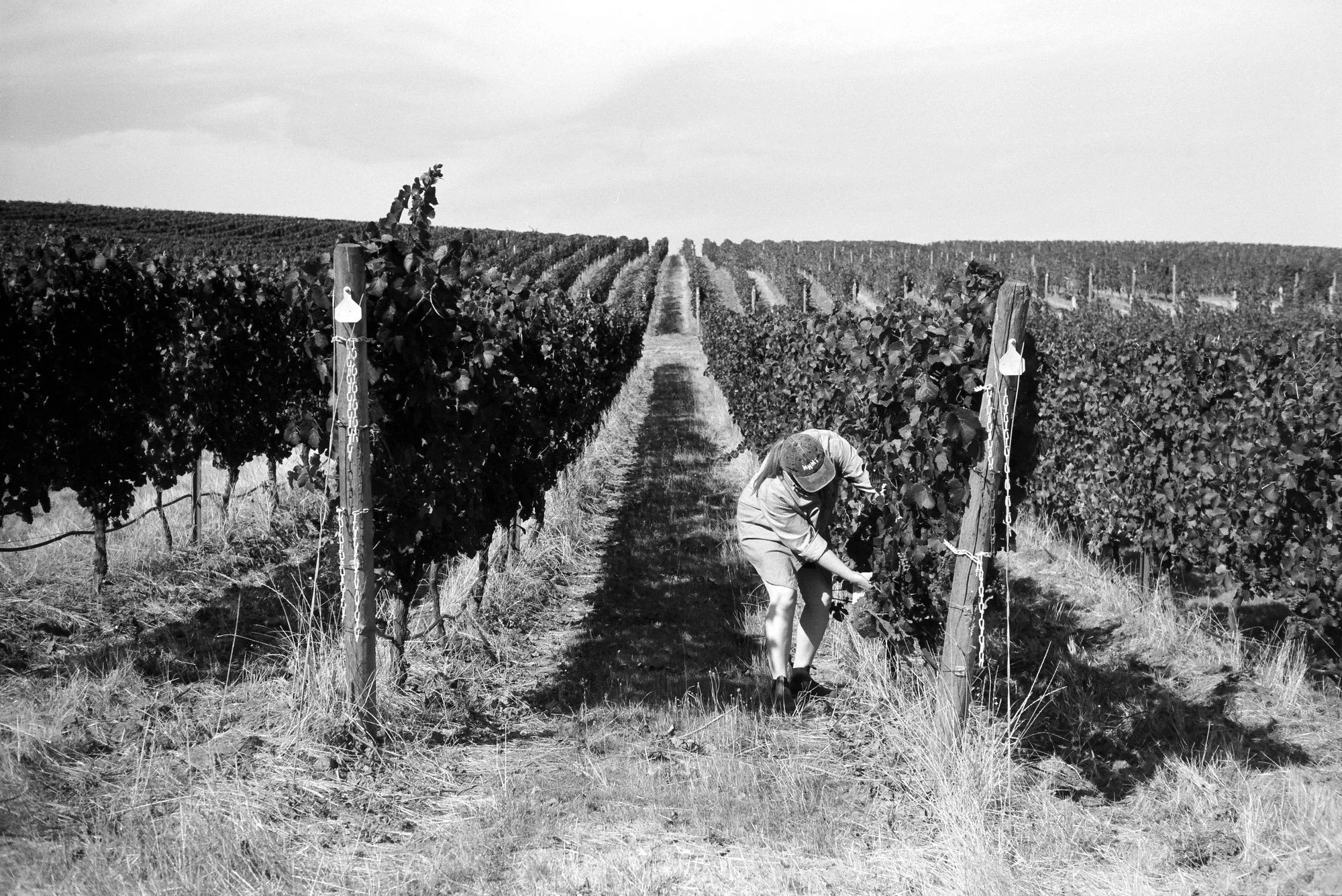 Firewatch Pinot Gris | Fossil & Fawn | Odd & Yummy wines from
